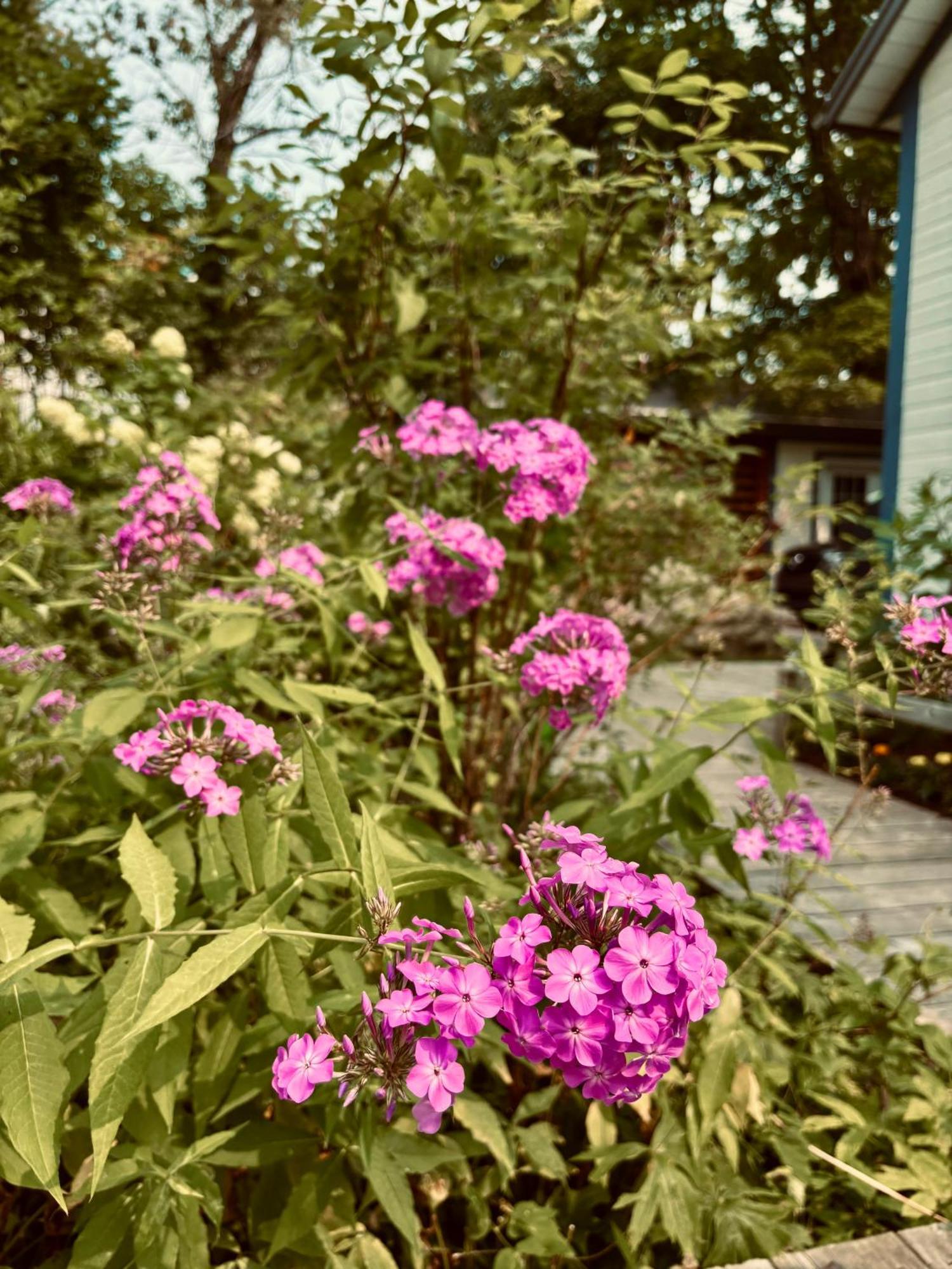 Auberge Sous Les Arbres Gaspé エクステリア 写真